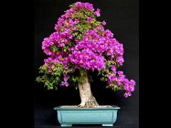 149 BONZAI A MAULEVRIER 2016_000009